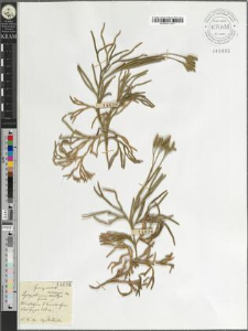 Lycopodium chamaecyparissus [?]