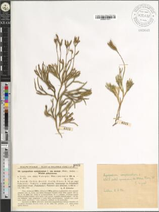 Lycopodium complanatum L. subsp. anceps (Wallr.) Aschers.