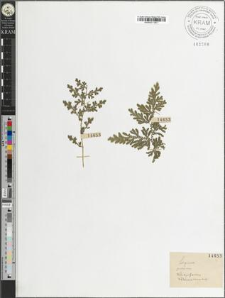 Selaginella pubescens