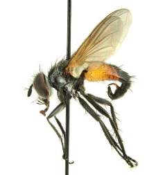 Hemyda vittata (Meigen, 1824)