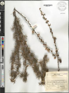 Larix decidua Mill. subsp. decidua