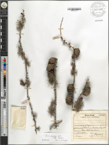 Larix decidua Mill. subsp. decidua