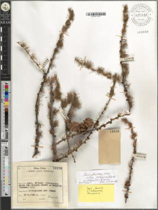 Larix decidua Mill. subsp. polonica (Racib. ex Woycicki) Domin
