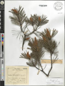 Pinus sylvestris L. subsp. sylvestris