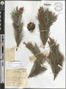 Pinus cf. sylvestris L. × mugo Turra