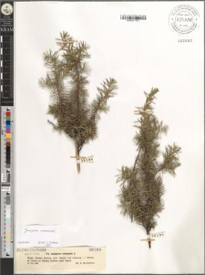Juniperus communis L.