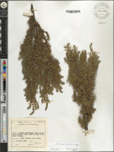 Juniperus niemanii E. Wolf