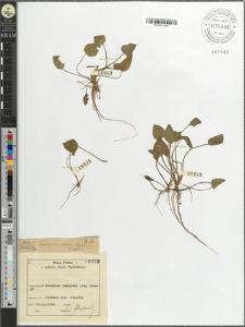 Luronium natans (L.) Raf.