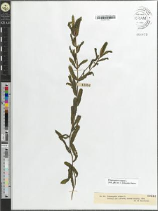 Potamogeton crispus L.