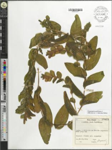 Potamogeton perfoliatus L.