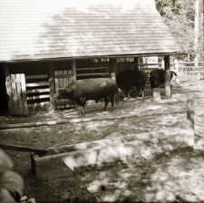 [Byk Ananas (Małkin)]