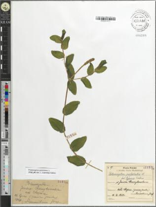 Potamogeton perfoliatus L. fo. typicus Tiselius