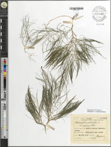 Potamogeton pectinatus L. var. scoparius Wallr.