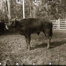 [Portrety mieszańc&oacute;w(7)]