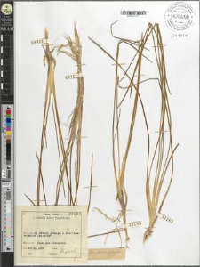 Scheuchzeria palustris