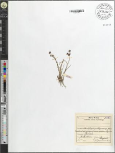 Juncus alpino-articulatus Chaix