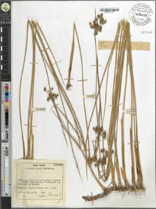 Juncus sp.