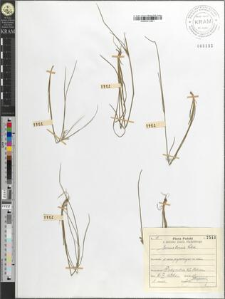 Juncus tenuis Willd.