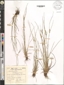 Juncus tenuis Willd. bicornis E. Meyer