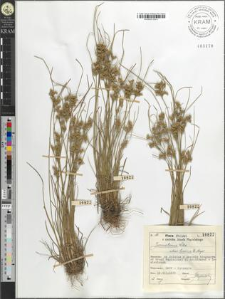 Juncus tenuis Willd. bicornis E. Meyer