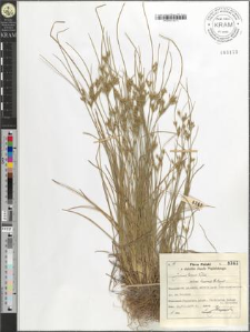 Juncus tenuis Willd. bicornis E. Meyer