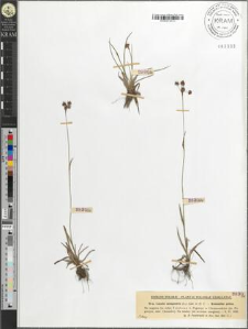 Luzula campestris (L.) Lam. et D. C.