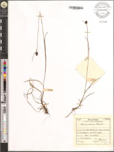 Luzula sudetica (Willd.) DC.