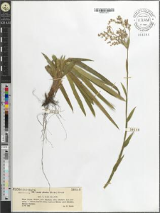 Luzula silvatica (Huds.) Gaud.