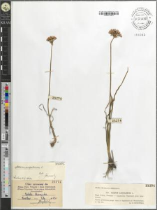 Allium angulosum L.