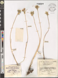 Allium flavum L.
