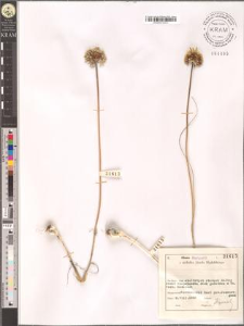 Allium guttatum Steven