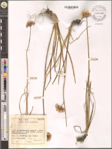 Allium montanum F. W. Schmidt