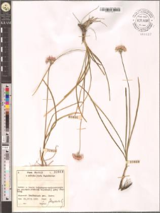 Allium montanum F. W. Schmidt
