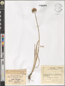 Allium montanum Schmidt