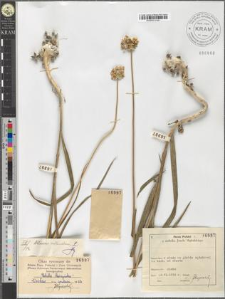 Allium rotundum L.