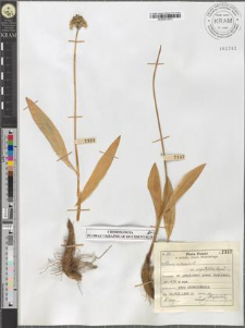 Allium victorialis L. var. angustifolia Zapał.
