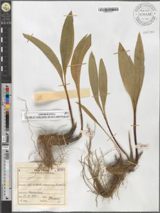 Allium victorialis L.