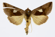 Autographa bractea