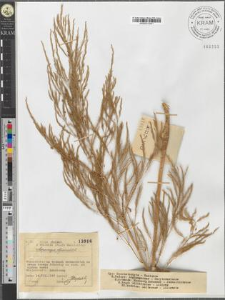 Asparagus officinalis L.