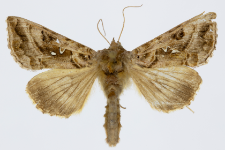 Autographa jota