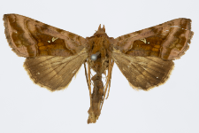 Autographa jota