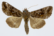 Autographa pulchrina