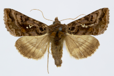 Autographa pulchrina