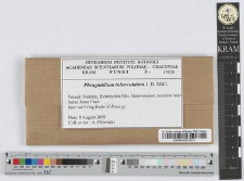 Phragmidium tuberculatum J.B. Müll.