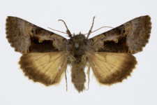 Syngrapha diasema