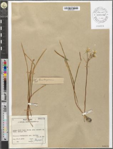 Ornithogalum sp.