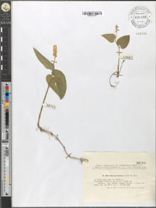 Maianthemum bifolium L. F. W. Schm.