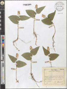 Maianthemum bifolium (L.) F. W. Schmit