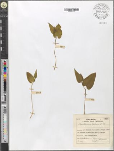 Majanthemum bifolium (L.) DC.