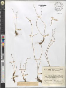 Lloydia serotina